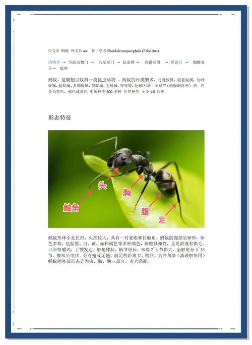 蚂蚁信息游戏截图