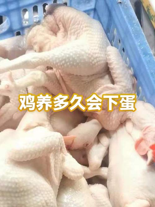 饲料鸡养多久下蛋成土鸡了游戏截图