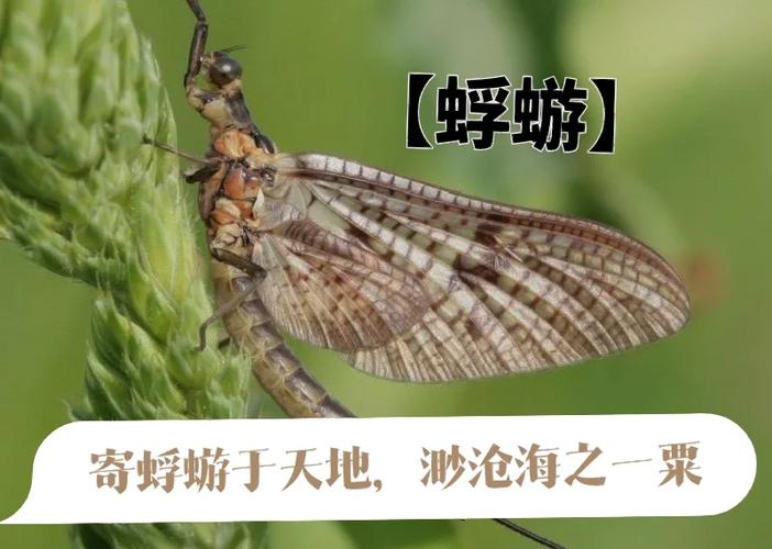 蜉蝣2.0汉化版下载缩略图