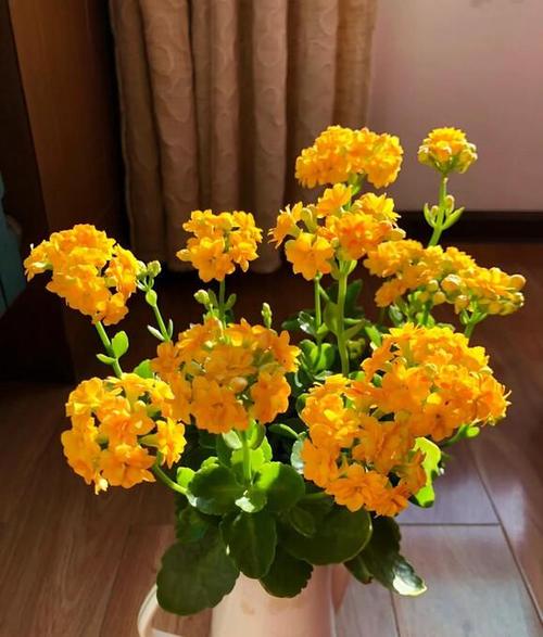小花盆适合养什么花缩略图