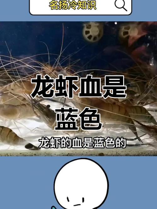 龙虾的血是什么颜色图标