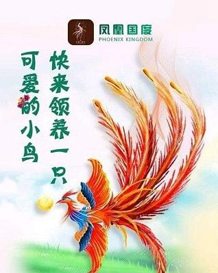 凤凰国度缩略图