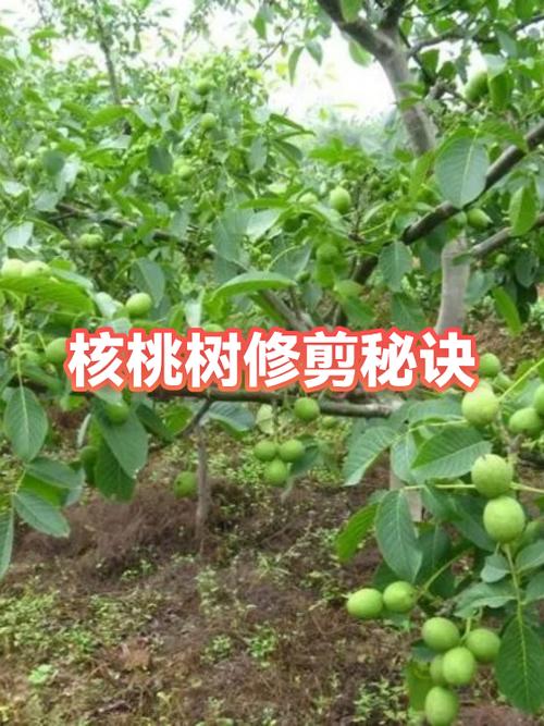 核桃树如何管理修剪缩略图