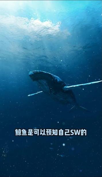鲸落纪录片在线观看