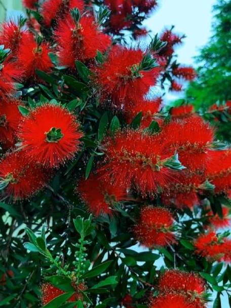 水仙花和凤仙花