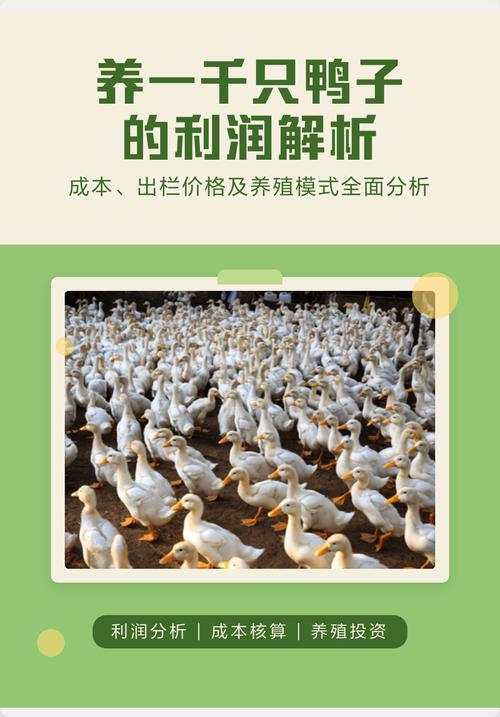 养5000只鸭子利润游戏截图