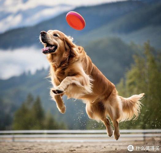 狗狗喜欢玩什么游戏截图
