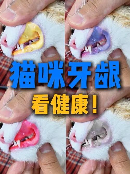 猫10多个小时尿一次正常吗