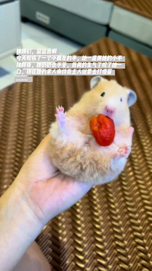 仓鼠为什么舔人手后又咬图标
