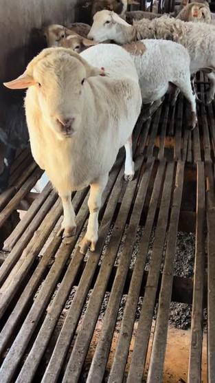 杀羊开水烫毛视频