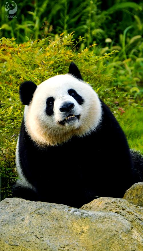 the shy 熊猫直播游戏截图