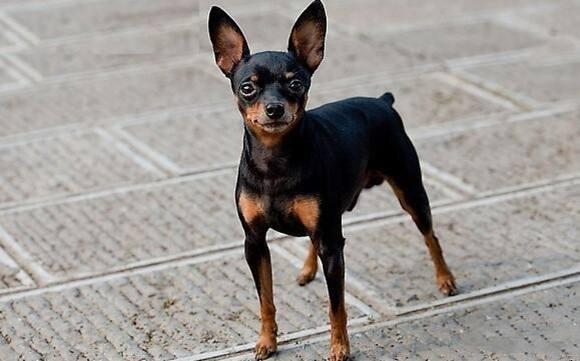 小鹿犬铁包金多少钱一只缩略图