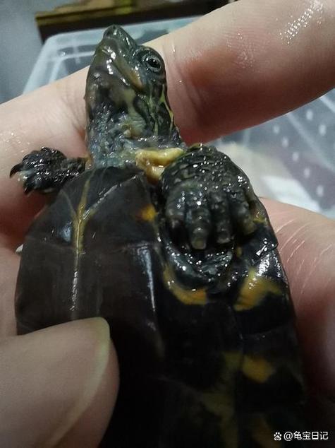 龟皮发白图片
