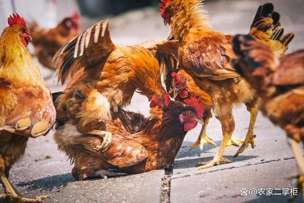 两只活鸡怎么处理缩略图