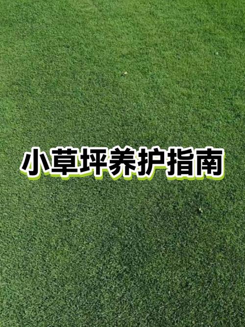 种草坪草籽的正确方法