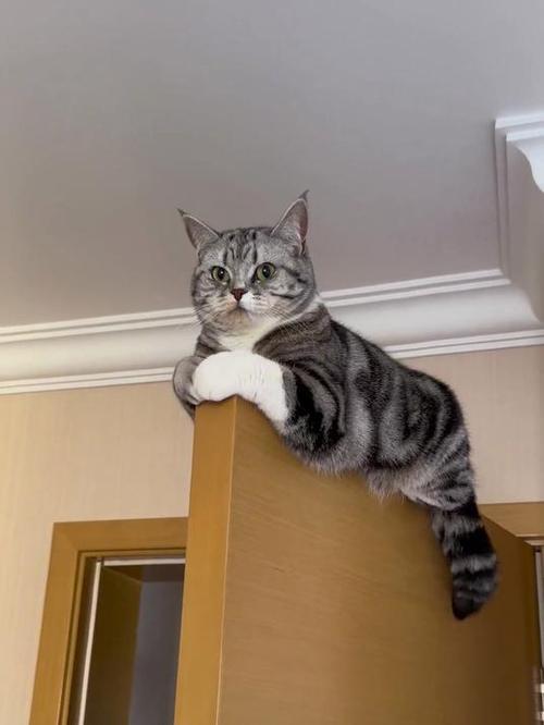 跟猫咪躲猫猫它突然冲过来游戏截图