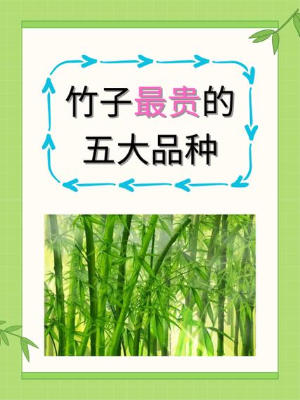 竹子最贵三个品种缩略图