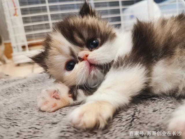 喵喵tv搜索引擎网页版图标