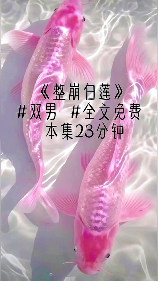 穿成白莲太子妃后全文免费阅读图标
