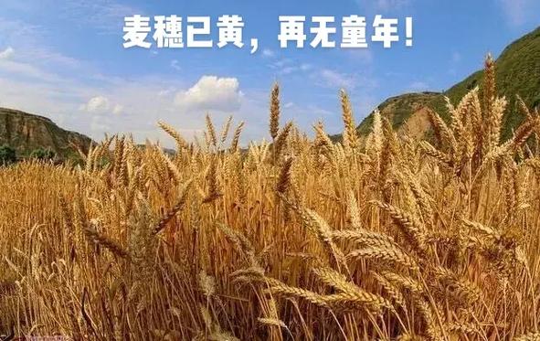 适合发朋友圈的麦穗句子缩略图