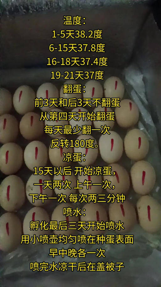 母鸡孵的小鸡好养吗缩略图