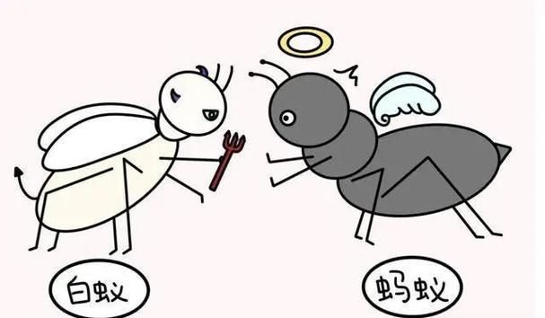 哦一西和五蚂蚁区别