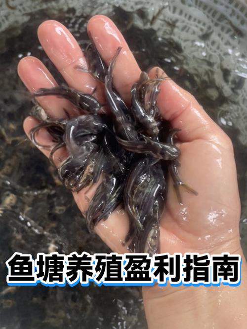 一个50亩鱼塘养鱼利润图标