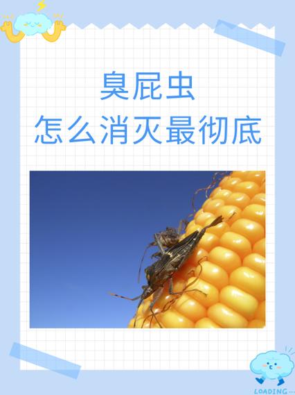 杀臭屁虫用什么药缩略图