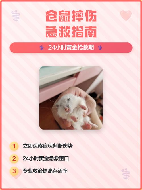 仓鼠摔出内伤多久会死