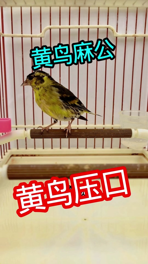黄鸟抓号教程缩略图