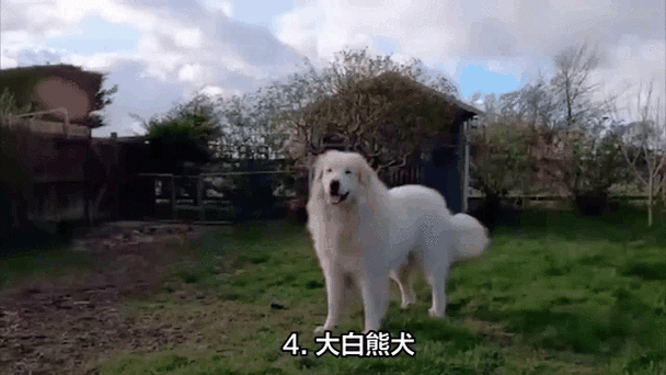 十大温顺巨型犬游戏截图