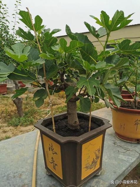 种无花果树大忌缩略图