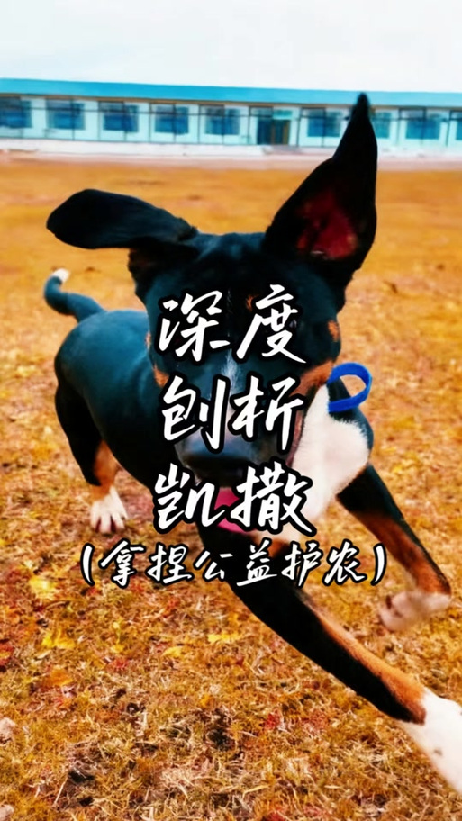 凯撒公益直装下载缩略图