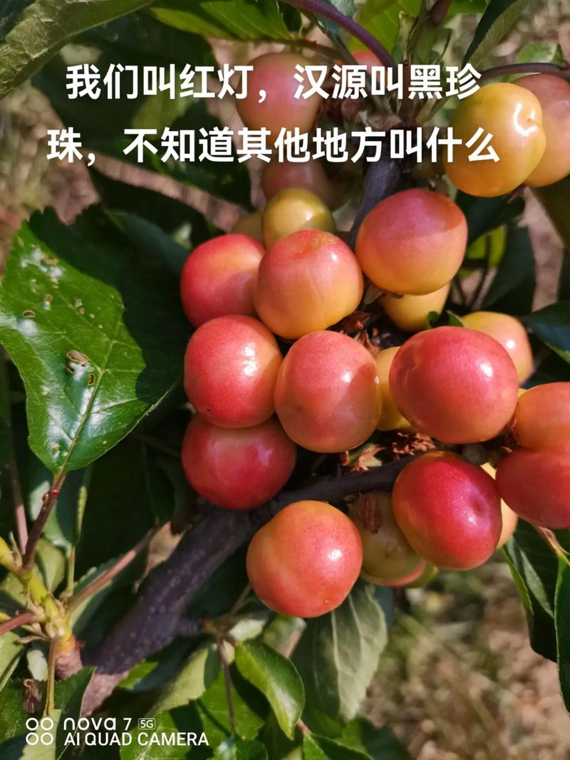 黑珍珠和红灯樱桃的区别缩略图