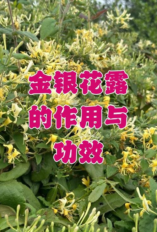 僵尸金银花露缩略图