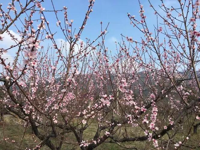 桃花依旧免费阅读缩略图