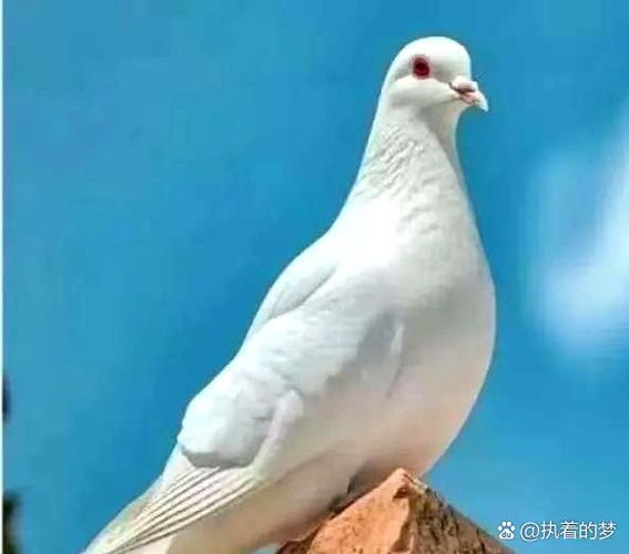 白鸽的神奇功效