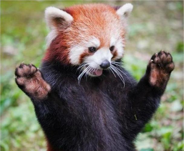 小熊猫缩略图