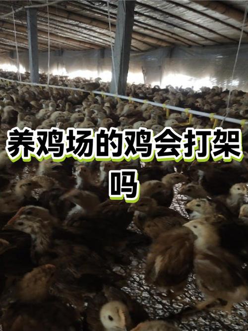 鸡打架最怕三个妙招