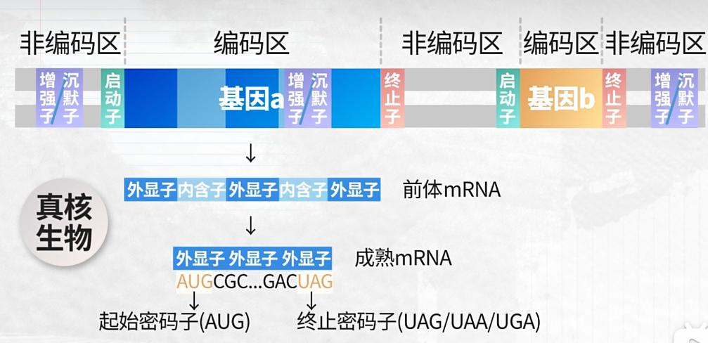 编码区和编码序列缩略图