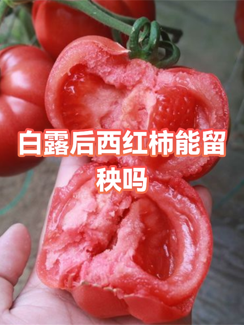 西红柿节是几月几日缩略图