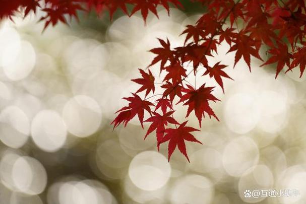 苹果手机拍摄大光圈的方法