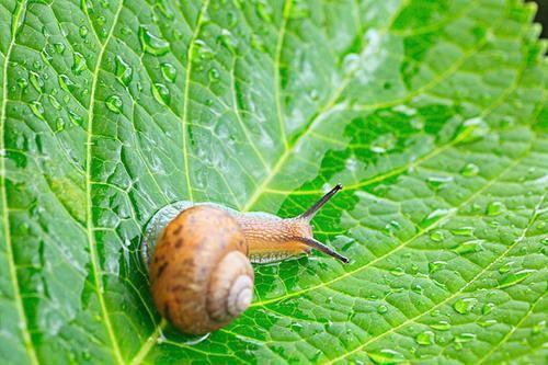 蜗牛修改器下载