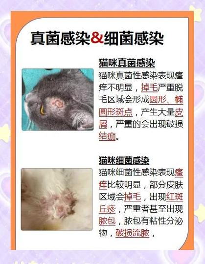 猫咪皮肤病的种类辨别图片缩略图