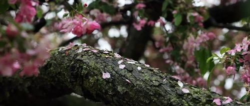 且看花落小说