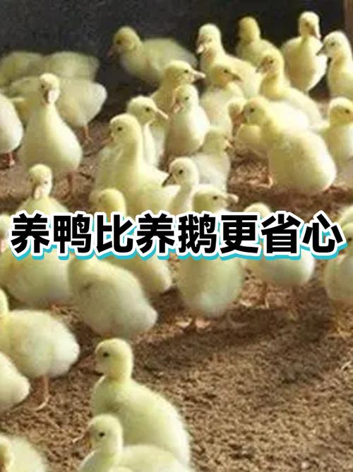 养鸭养鹅哪个好养图标