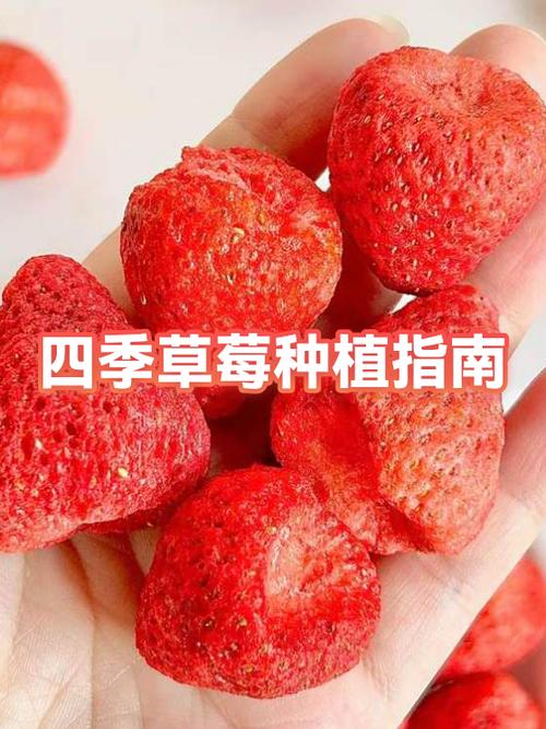 四季草莓种苗种植方法缩略图