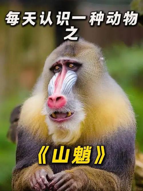 大马猴文化传媒有限公司