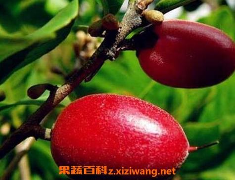 神秘果泡酒的功效缩略图
