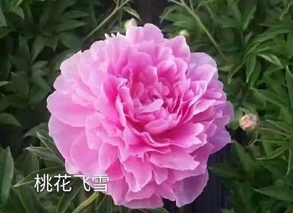 牡丹花简介50字左右图标